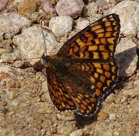 Réf. 204 912 : Melitaea phoebe